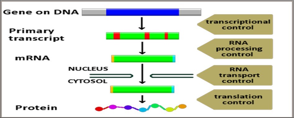 Journal Of Proteomics And Genomics Research-Biological networks