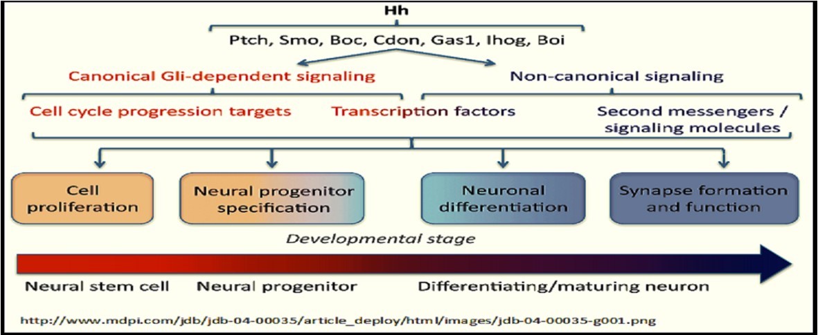 Journal Of Proteomics And Genomics Research-Biological networks