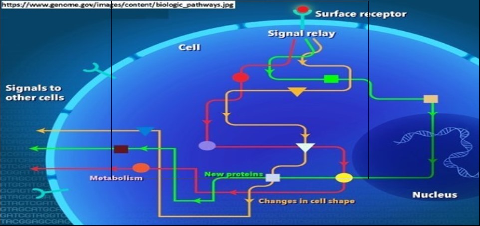 Journal Of Proteomics And Genomics Research-Biological networks