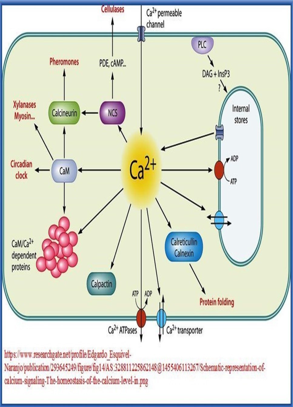 Journal Of Proteomics And Genomics Research-Biological networks