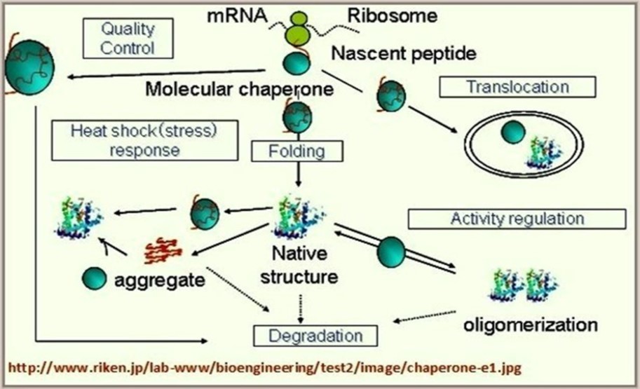 Journal Of Proteomics And Genomics Research-Biological networks