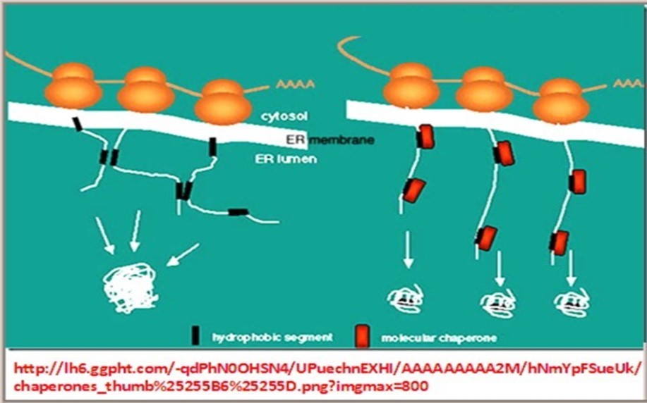 Journal Of Proteomics And Genomics Research-Biological networks