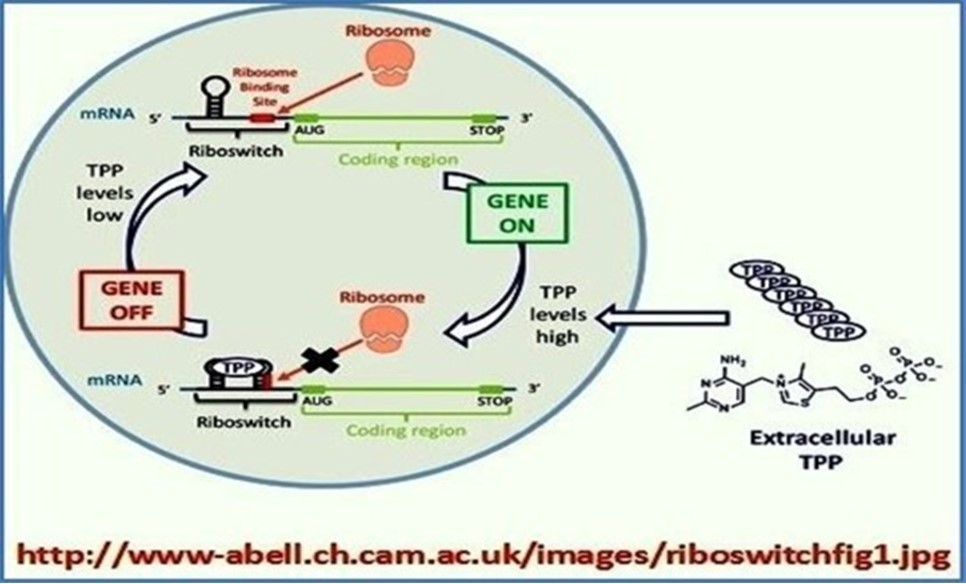 Journal Of Proteomics And Genomics Research-Biological networks