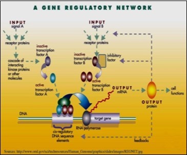 Journal Of Proteomics And Genomics Research-Biological networks