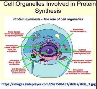 Journal Of Proteomics And Genomics Research-Biological networks