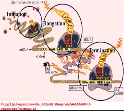 Journal Of Proteomics And Genomics Research-Biological networks