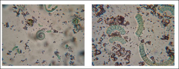 Journal of Advanced Pharmaceutical Science And Technology -adulteration