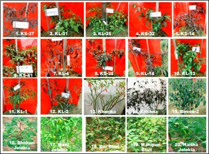 Capsicum annuum