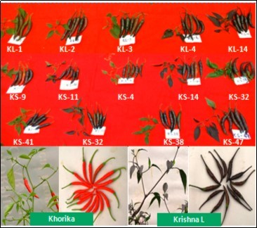 Capsicum annuum