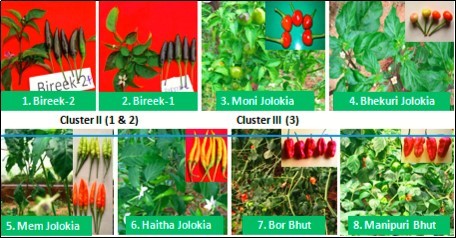 Capsicum annuum