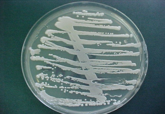 Amphotericin B
