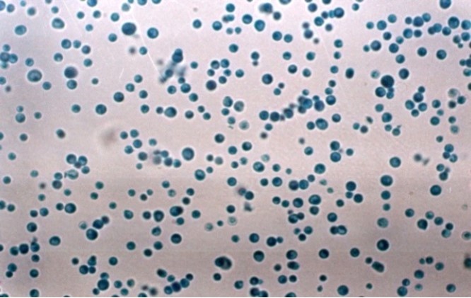 Amphotericin B