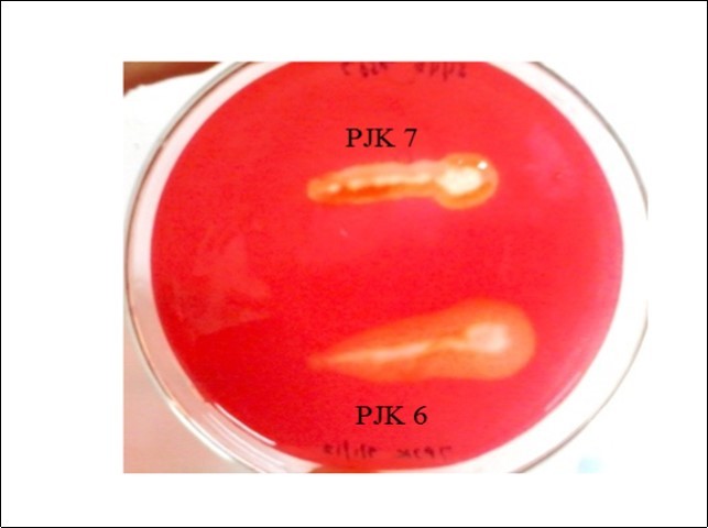 Cellulase