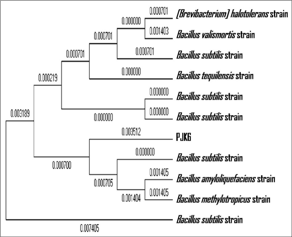 Cellulase