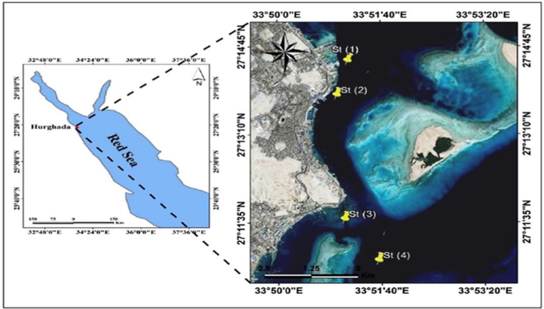 International Marine Science Journal-Hydromedusae