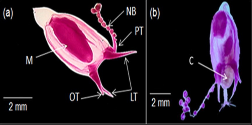 International Marine Science Journal-Hydromedusae
