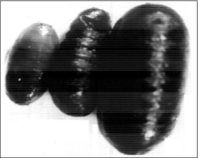 Journal of Plant and Animal Ecology -Environment-Musca domestica- habitat- Zanzalacht- Melia azedarach