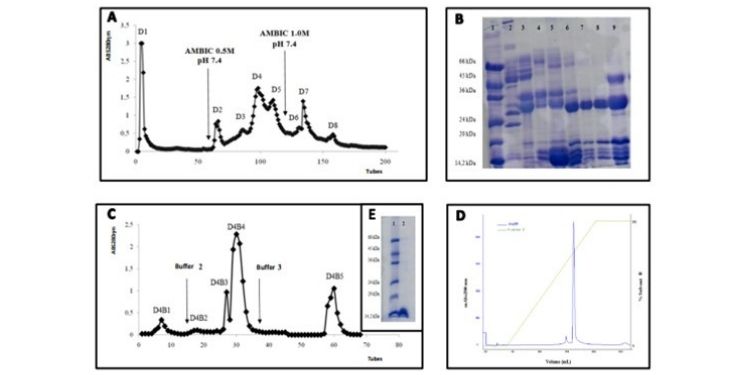 Article: BaMtox, a Myotoxic Enzyme Isolated from the Venom of the Bothrops Alternatus