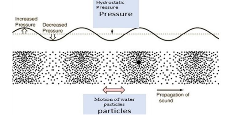 Article: RETRACTED: The Impact of Underwater Sound on Aquatic Animals – And Especially Fishes 