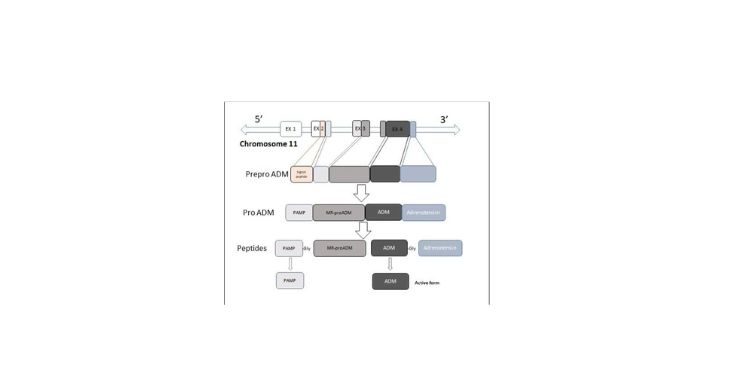 Article: Adrenomedullin as a Protein with Multifunctional Behavior and Effects in Various Organs and Tissues