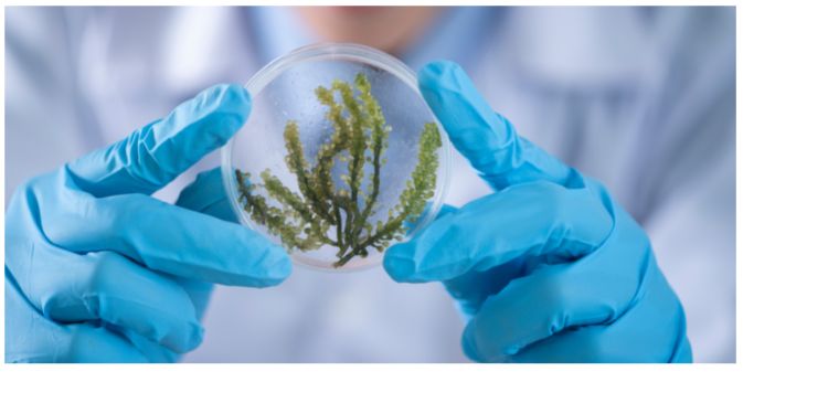 Article: Glass Chromatography Application: TLC Separation of Benzoic Esters in Pharmaceutical Products