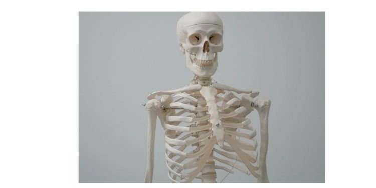 Article: The history of embalming in the era of anatomists of the XV-XVIII centuries