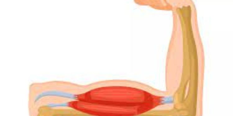 Article: Transcriptomics: An Important Tool in The Analysis of the Skeletal Muscle 