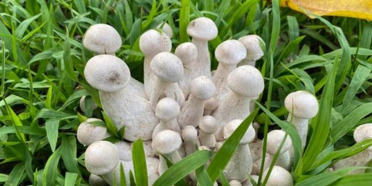 Article: Variation of Ethnomycological Knowledge in a Community from Central Mexico
