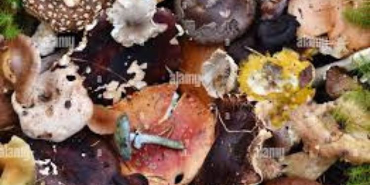 Article: Antimycotic Activity of Leaf Extracts of Medicinal Plants Against Dermatophytes