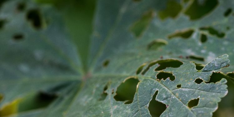 Article: Comparative Study of Deep Learning Techniques for Detecting Corn Plant Leaf Diseases Using Transfer Learning