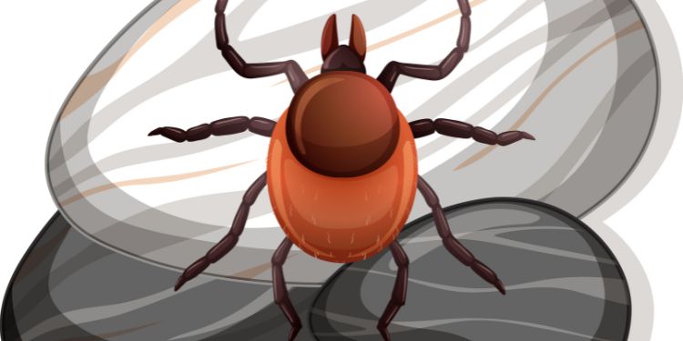 Article: Risk Factors and Control Strategies for Cattle Tick Infestations in Nigeria: Influence of Acaricide Application Methods, Hand-Picking Frequency, and Herd Mobility in Plateau State
