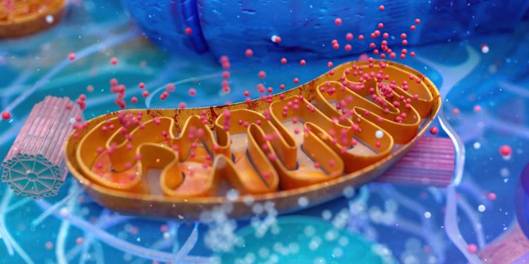 Article: Synchronization of Transmembrane Na+ And K+ Traffic in the Epidermis is Evidence of the Criticality of Na+/K+-ATPase Function